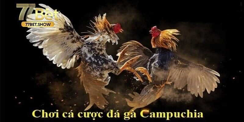 đá gà Campuchia