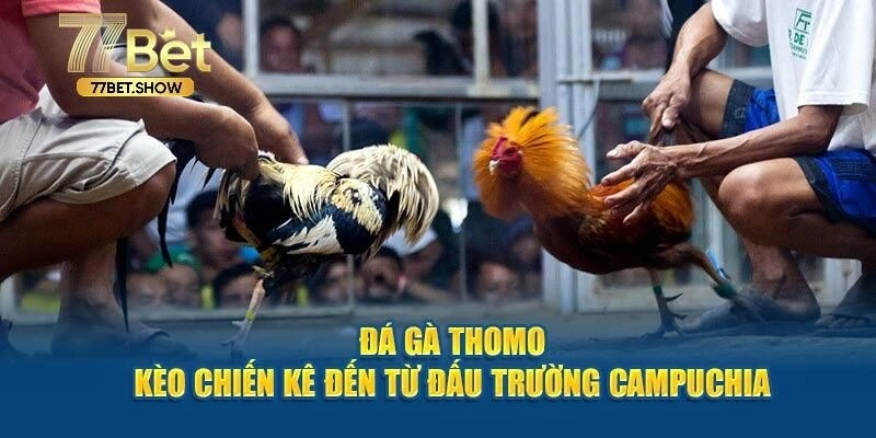 Giới thiệu đấu trường đá gà Thomo đẳng cấp