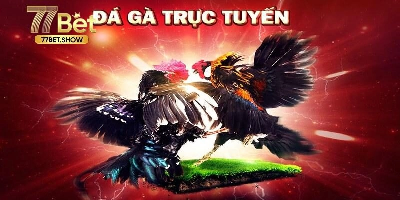 đá gà ăn tiền