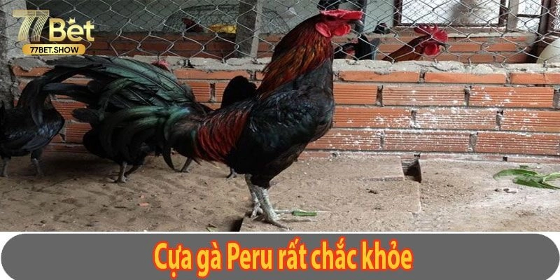 Các loại phổ biến trong đá gà Peru